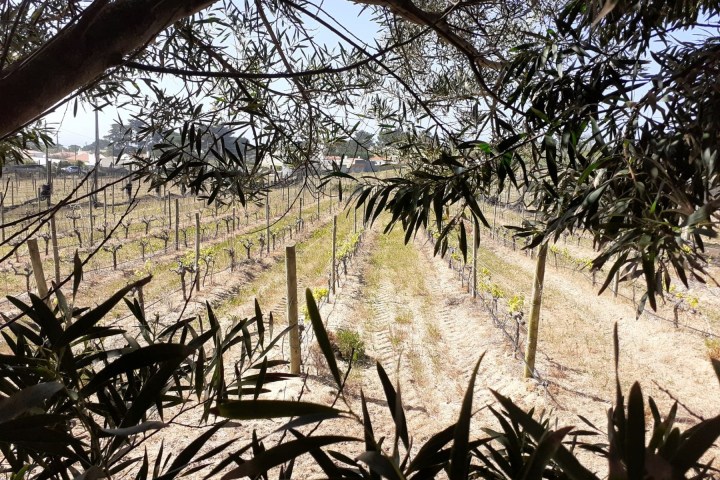 a group of palm trees next to a tree