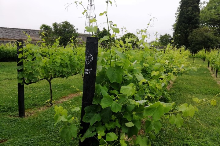 a close up of a garden