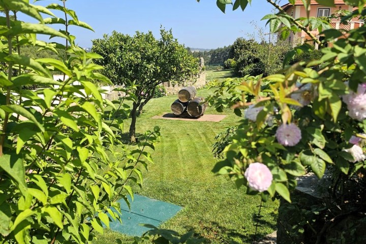 a green plant in a garden