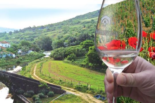 a person holding a wine glass