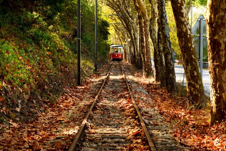 a path in the forest