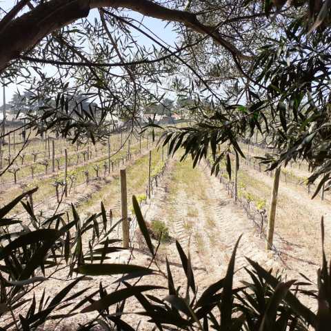 Vineyards in Sintra.