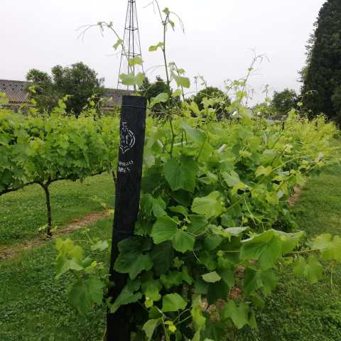 Visit to the Colares Vineyards.