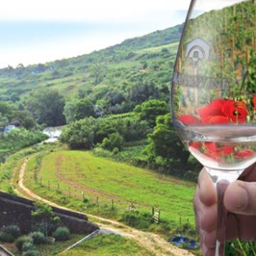 View of the Mafra Vineyard.