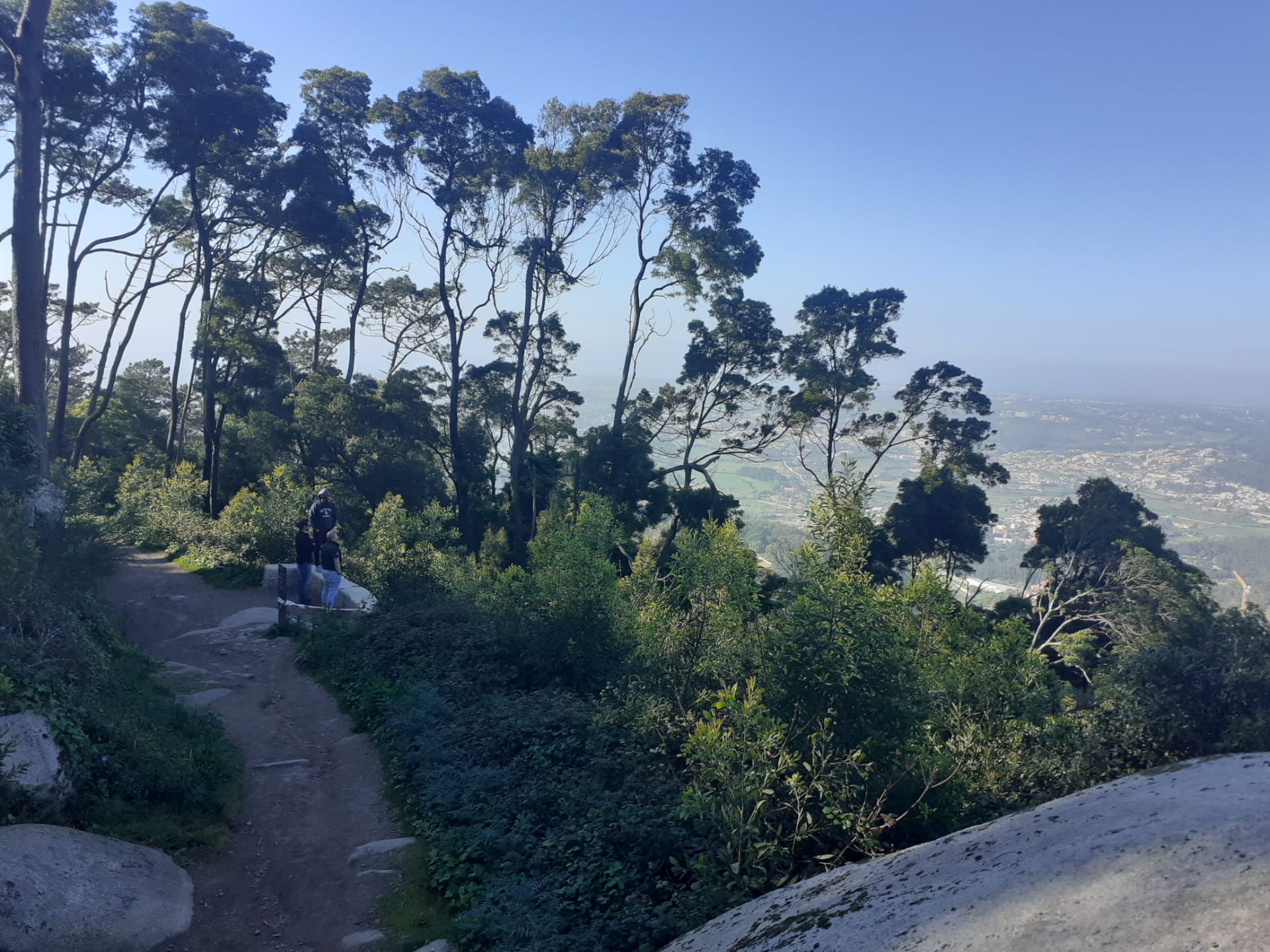 Trail through forest with tall trees and distant view of a town below under a clear blue sky.